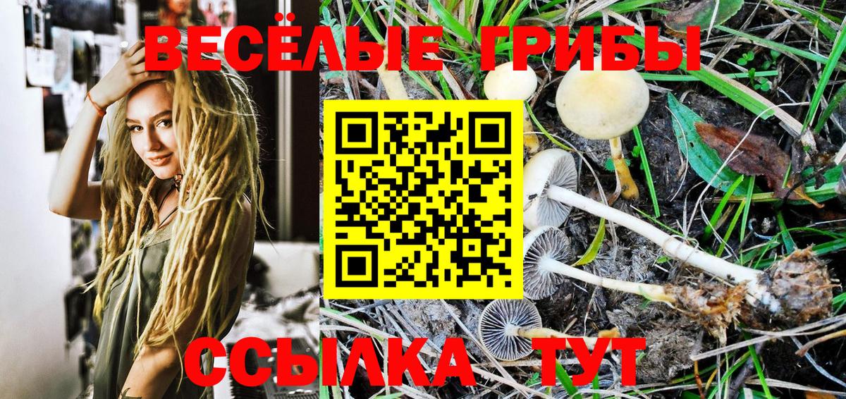 Галлюциногенные грибы Psilocybine cubensis Холмск